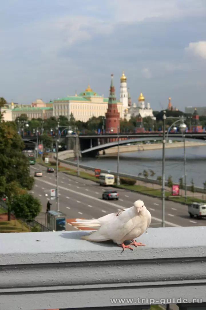 Патриарший мост, голубь на фоне Московского кремля